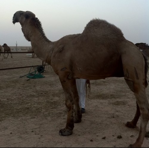 aljabiy's profile picture. 