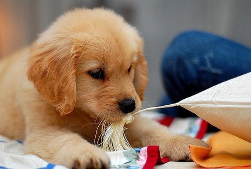 SoundforAnimals's profile picture. Explore in-depth information for a multitude of animals species and issues.