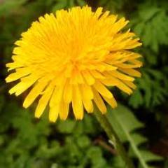 SelfSufficient2's profile picture. Self-sufficiency tips and information. If that's what you are about, I will follow you.