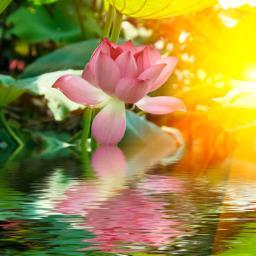 Welcome to Esscents Body Oils. Our uncut 100% Pure Body Oils will give you that long lasting pleasant fragrance scent you desire.