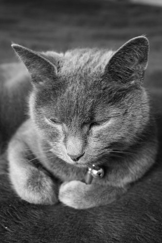 IvyTheCatMeow's profile picture. Interested in cat meat, chasing mice, cream, licking my own fur and purring!  Follow me, it's great!