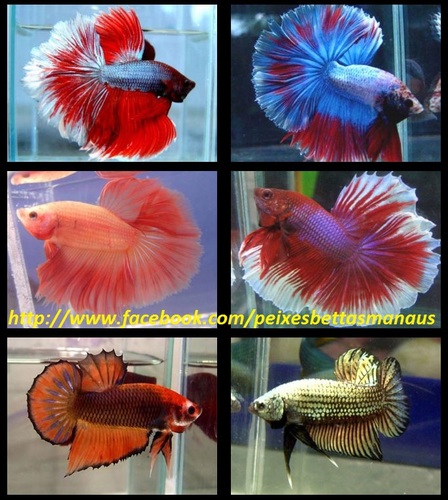 Vendemos Peixes Bettas, Guppy, Carpa, e outros.
Contato: 92-93914496/91577698.... Whatsapp
Somente Para Cidade de Manaus.