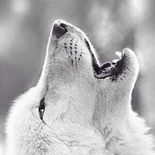 wawo5555's profile picture. 