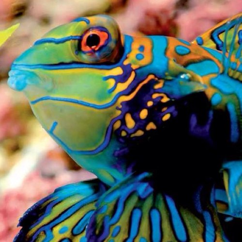 Reef junkie probz