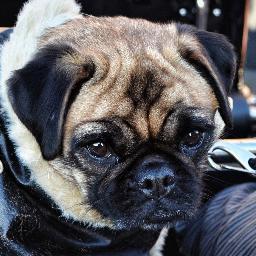 Hi I'm a special wee pug who loves chicken!.  I'm pretty good at singing and I have lots of videos on YouTube - hope you like them :-)
http://t.co/F8blQEBjlH