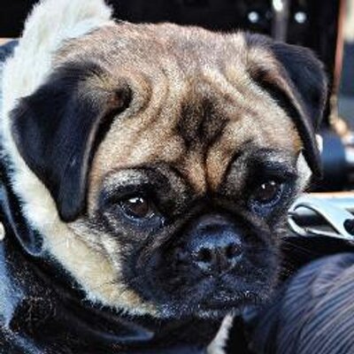 loca the special pug loca locathepug locathepug loca the special pug loca locathepug locathepug