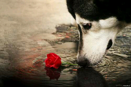 MauroBonilla1's profile picture. Duerme feliz , Caga feliz Ayudante