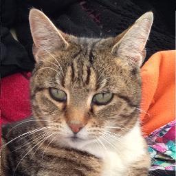 Every Wednesday KittysTVChannel will upload a New Youtube Video! So stay tuned!