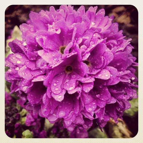 rileyandroses's profile picture. 