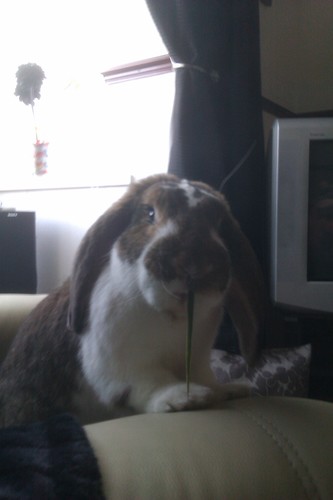 jinxybo's profile picture. 