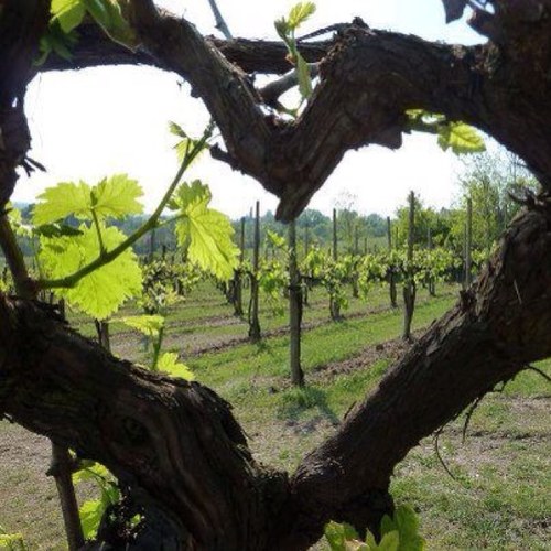 Wine lover! In vino veritas...