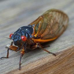 Brood2Cicada's profile picture. Get ready, we're about to wake up!