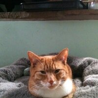 Sammylammy (@sam_r_lambert) 's Twitter Profile