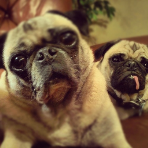Mom.Wife.Daughter.Girl Scout Leader.Art Teacher.Pug Lover.