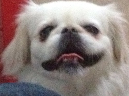 Official writing partner of @tonyhinchcliffe but he never gives me credit... puppy from the Glendale Mall, Second Floor.