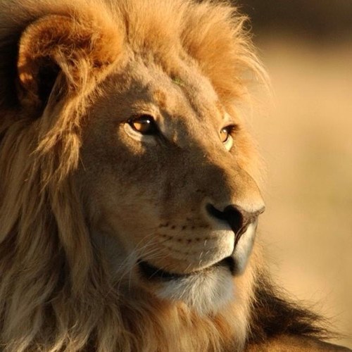 hharris44's profile picture. Vietnam Veteran. 101st Airborne. Hawkeyes and STL Cardinals. PH3.