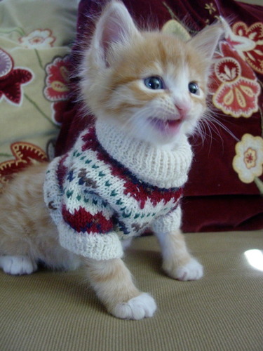 Cats in sweaters. How could it get any better? Submit your cat via DMs!
