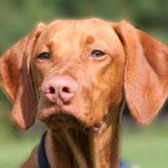 AdorableVizslas's profile picture. The best online resource for information about the Vizsla breed, including photos, videos, breeders, rescues, a Vizsla blog and more.