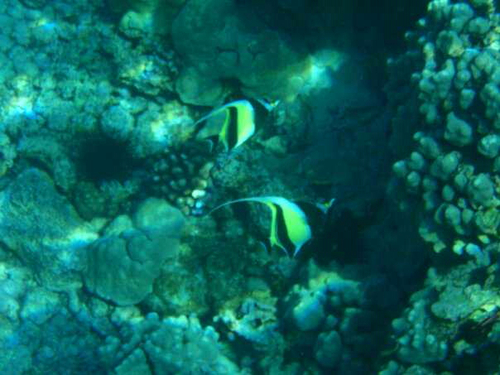 mycutepiko's profile picture. 