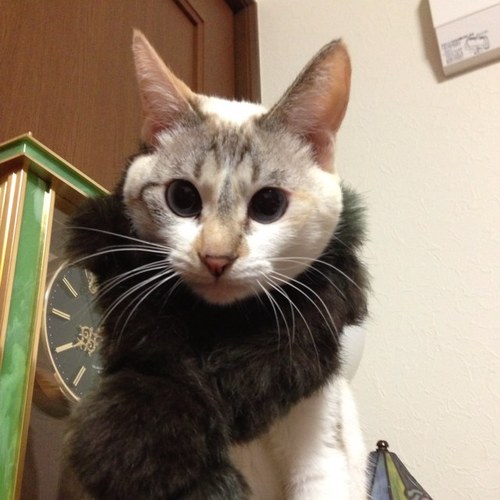 猫が好き。嵐ファン。成人済。