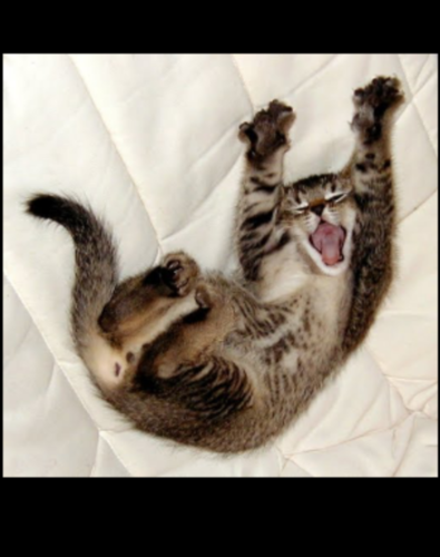 CatNoises_'s profile picture. meow