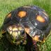 Northwest Tortoise (@lvstorts) Twitter profile photo Northwest Tortoise (@lvstorts) Twitter profile photo