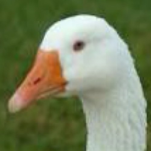 Goose Profile