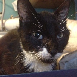 We are a small rescue group that rescue homeless cats. You can find us on Facebook as well. BIG HEARTS FOR LITTLE PAWS