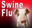 swine flu, pandemic flu and disease, swine flu vaccine, flu virus, influenza