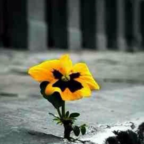 CashaZal's profile picture. 