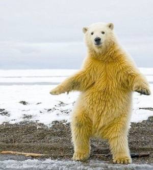 クマに似ていると言われ、コアラに似ていると言われ、ペンギンに似ていると言われる笑  in福岡
