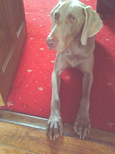 I'm Drakey a 4 year old male Weimaraner, I love to sleep, eat, go on walkies and bark at the postman. Follow my sister @JazzTheTabbyCat.