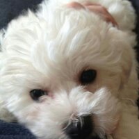 Gillian Mole (@gillianmole) 's Twitter Profile Photo Gillian Mole (@gillianmole) 's Twitter Profile Photo