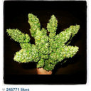 Dwight king - @Sexxiyardie - Twitter