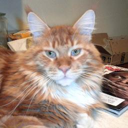 I am a red Maine Coon. I am growing and get into trouble!