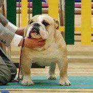 Bulkybull's profile picture. 