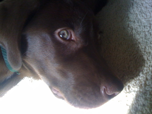 mattman545's profile picture. #Army #triathlete #runner #doglover #adventureseeker