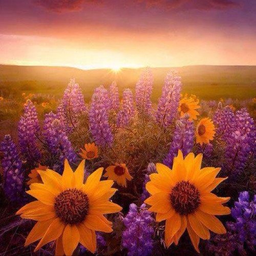 whitebunnie's profile picture. 