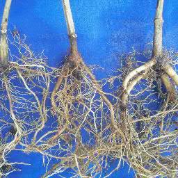 RENSTRE's profile picture. Jualan Bibit Jati dan bibit perkebunan/kehutanan lainnya