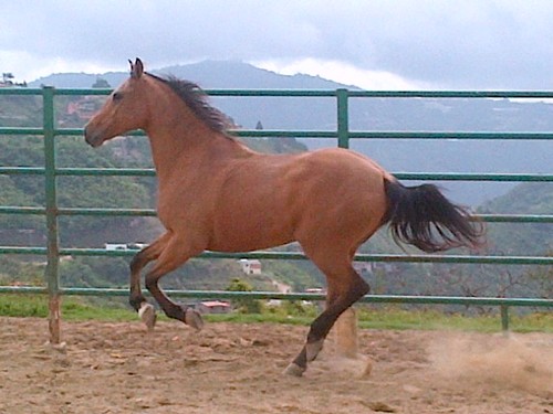 VENEZOLANO