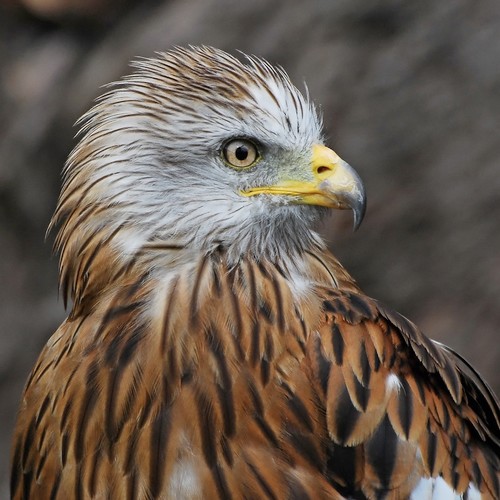 A twitter account for all ages to enjoy, all about birds (UK based). Run by a Birmingham University post graduate with a passion for conservation