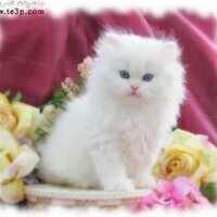 الله واكبر (@salehsa07624121) Twitter profile photo