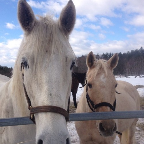 MissAm3ric's profile picture. Web Developer, SEO Specialist, Mother, Wife, Fitness Athlete & Horse Lover