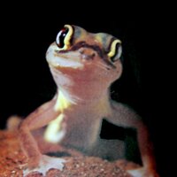 Mr. Gecko(@geckosonic) 's Twitter Profileg