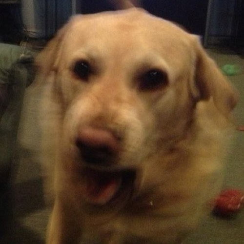 AngryTigerLab's profile picture. Loves the Detroit Tigers, long walks, chicken wings and pizza