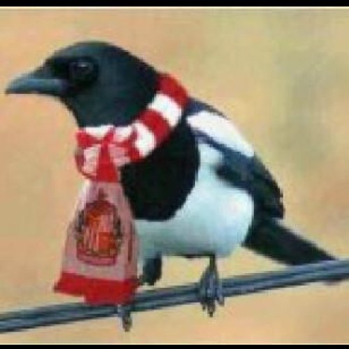 malcolmsafc's profile picture. 