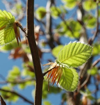 Beechtree1bb's profile picture. 