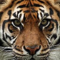 Yorktown Elementary (@yesyorktown) 's Twitter Profile Photo Yorktown Elementary (@yesyorktown) 's Twitter Profile Photo