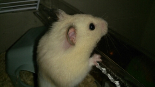 rockydahamster's profile picture. A sexy hamster, up for a good time! Living in MHP. Follow me for a follow back. Hamster love xxx