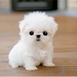 jaldelgguya's profile picture. 